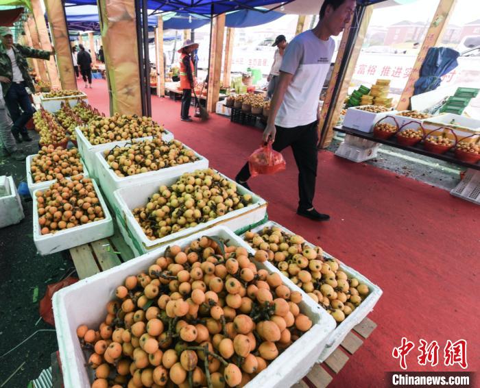 沈宝根：塘栖枇杷富裕了一方百姓