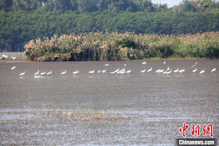 52只黑脸琵鹭现身广州南沙湿地数量创历史新高
