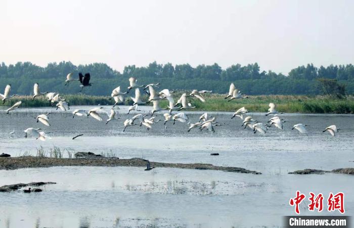 52只黑脸琵鹭现身广州南沙湿地数量创历史新高