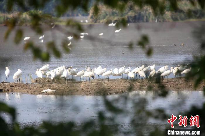 52只黑脸琵鹭现身广州南沙湿地数量创历史新高