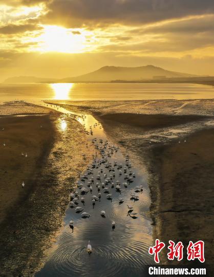 6000余只大天鹅飞抵“中国大天鹅之乡”山东荣成越冬