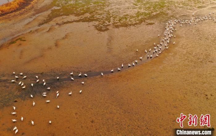 6000余只大天鹅飞抵“中国大天鹅之乡”山东荣成越冬