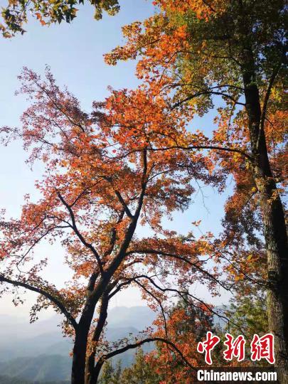 “广州香山”石门逾3000亩红叶迎客