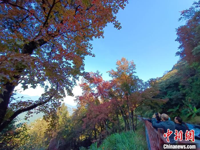 “广州香山”石门逾3000亩红叶迎客
