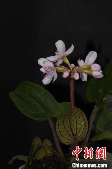 科研人员在云南发现一植物新种金平异药花