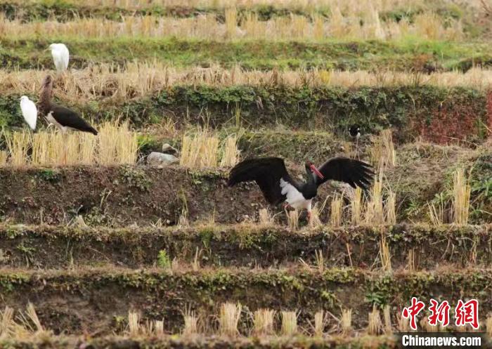 “鸟中大熊猫”黑鹳再次现身大熊猫国家公园长青片区