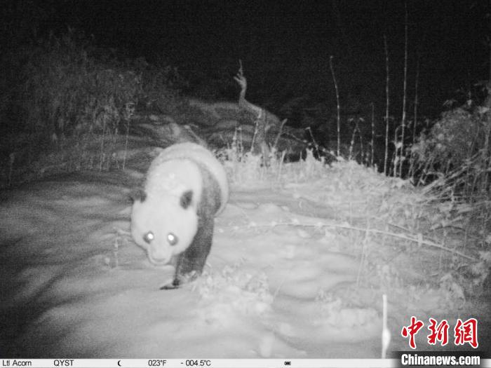 大熊猫国家公园唐家河片区又现萌主“大熊猫”