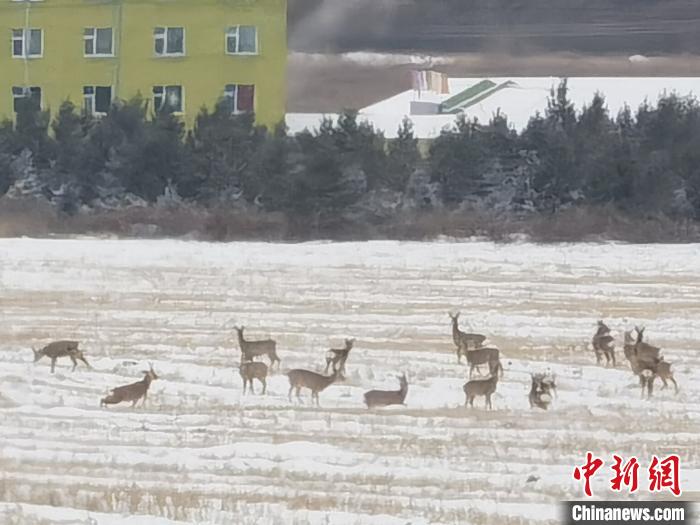 隆冬时节内蒙古23只狍子罕见列队出没