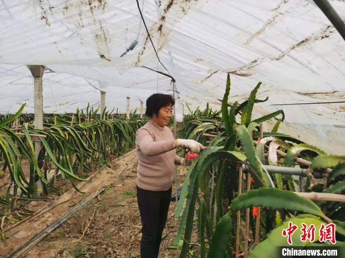 大别山区贫困村的致富经：筑牢产业根基构建乡村振兴高楼