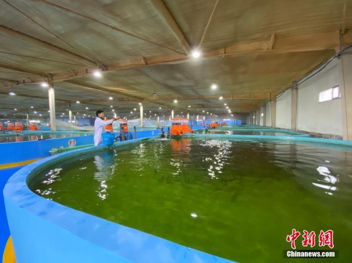 青海湖裸鲤“育幼师”：守护高原圣湖“精灵”安全越冬