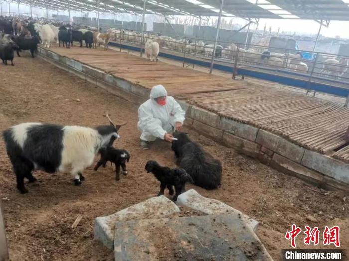 养羊业如今正让长治地区共700多户养殖户发了“羊财”，走上致富路。　长子县融媒体中心提供