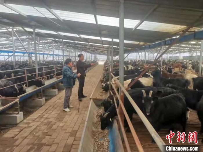养殖基地目前羊存栏将近7000只，年出栏30000只，年产值达5100万元。　长子县融媒体中心提供
