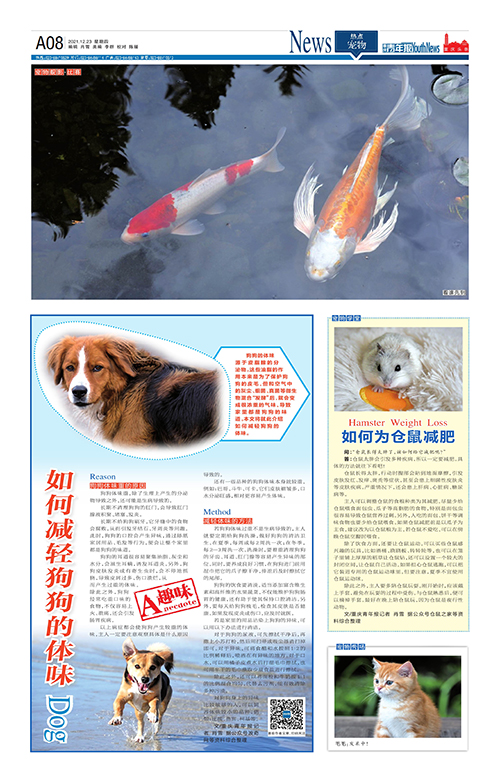 A08-如何减轻狗狗的体味