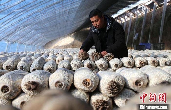 图为甘肃省庆阳市西峰区肖金镇设施蔬菜基地种植户采摘平菇。　盘小美 摄