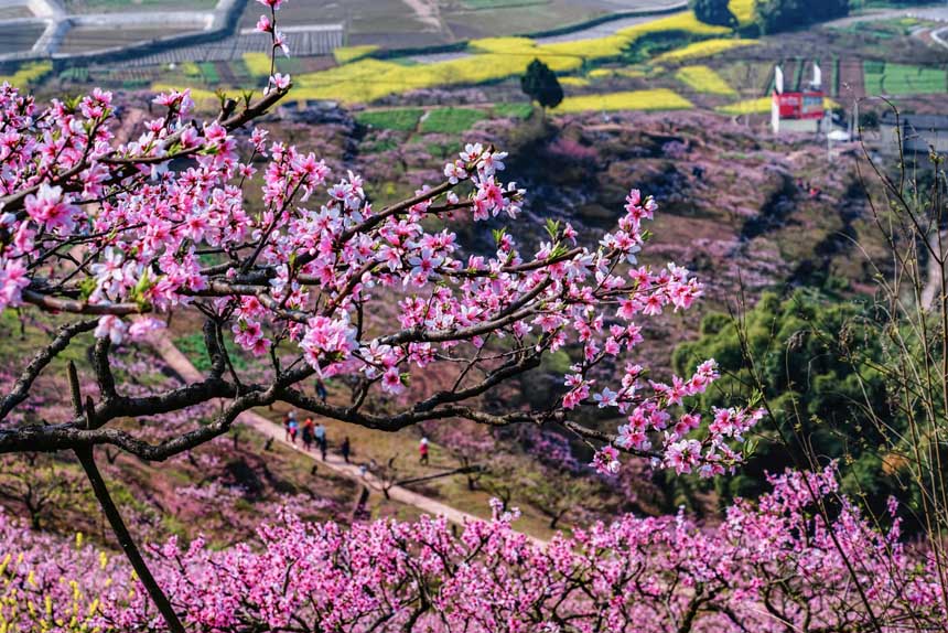 游人在“桃花源”里畅享春天的旋律。黄进摄