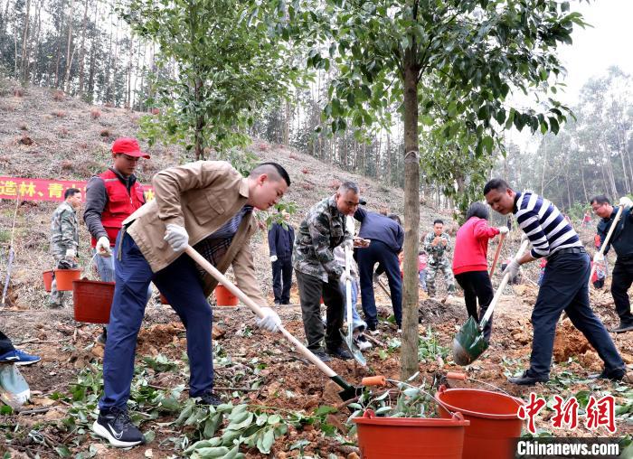 今年春季，广西贵港市干部群众在覃塘平龙水库种植金丝楠木、格木、香樟等珍贵树种。　陈榕 摄