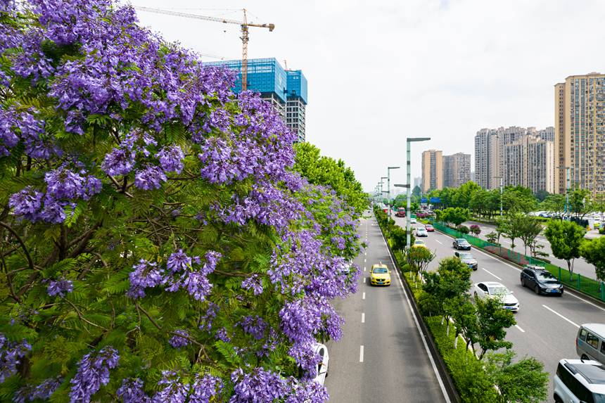 重庆市南岸区广阳湾智创生态城通江大道两旁蓝花楹盛开。郭志如摄