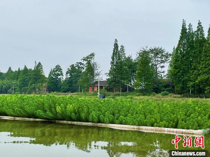 南县“三池两坝”内循环生态修护水生态。　宋梅 摄
