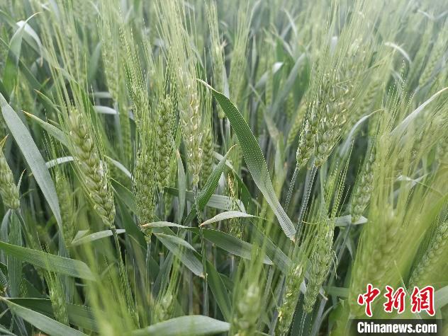 青海农业区进入主汛期灾害性天气发生概率增大