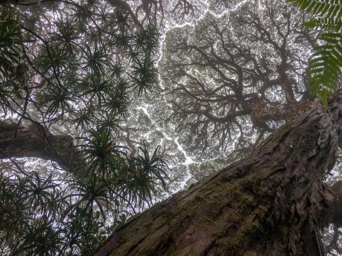澳大利亚东北部遗留热带雨林，世界最古老最与世隔绝雨林之一(图源Alexander Schenkin) 施普林格·自然 供图
