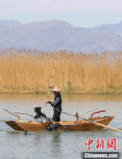 资料图： 宁夏沙湖景区，工作人员用传统方法演绎“鸬鹚捕鱼”。　于晶 摄