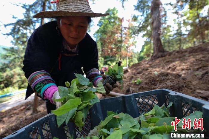 占里在林下种植中药材淫羊藿。　瞿宏伦 摄
