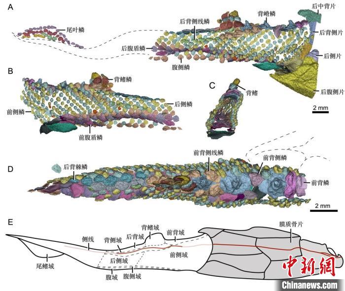 西屯副云南鱼鳞列高精度三维重建。A)右侧视图；B)左侧视图；C)前视图；D)背视图；E)分区模式。　王雅婧 供图
