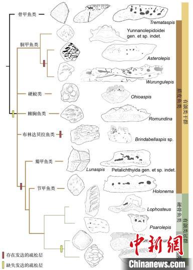 早期有颌类鳞片演化。　王雅婧 供图