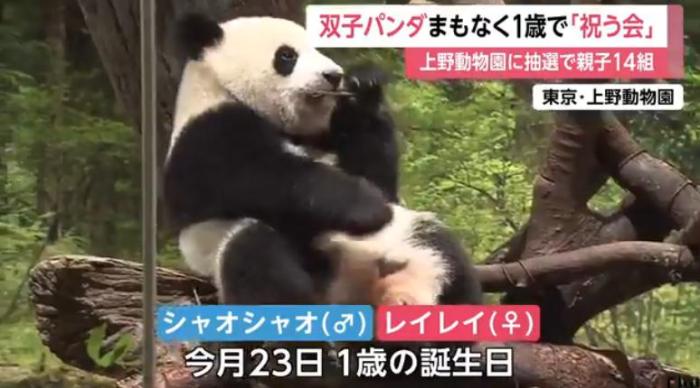 20日，日本东京上野动物园为大熊猫“晓晓”和“蕾蕾”举办生日庆祝会。图片来源：日本富士电视台报道截图
