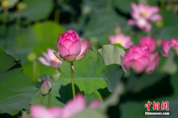 资料图：图为荷花盛开。(图文无关) 凌楠 摄
