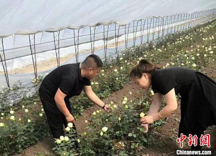 刘士城和杨雪在玫瑰大棚里忙碌着。　受访者供图