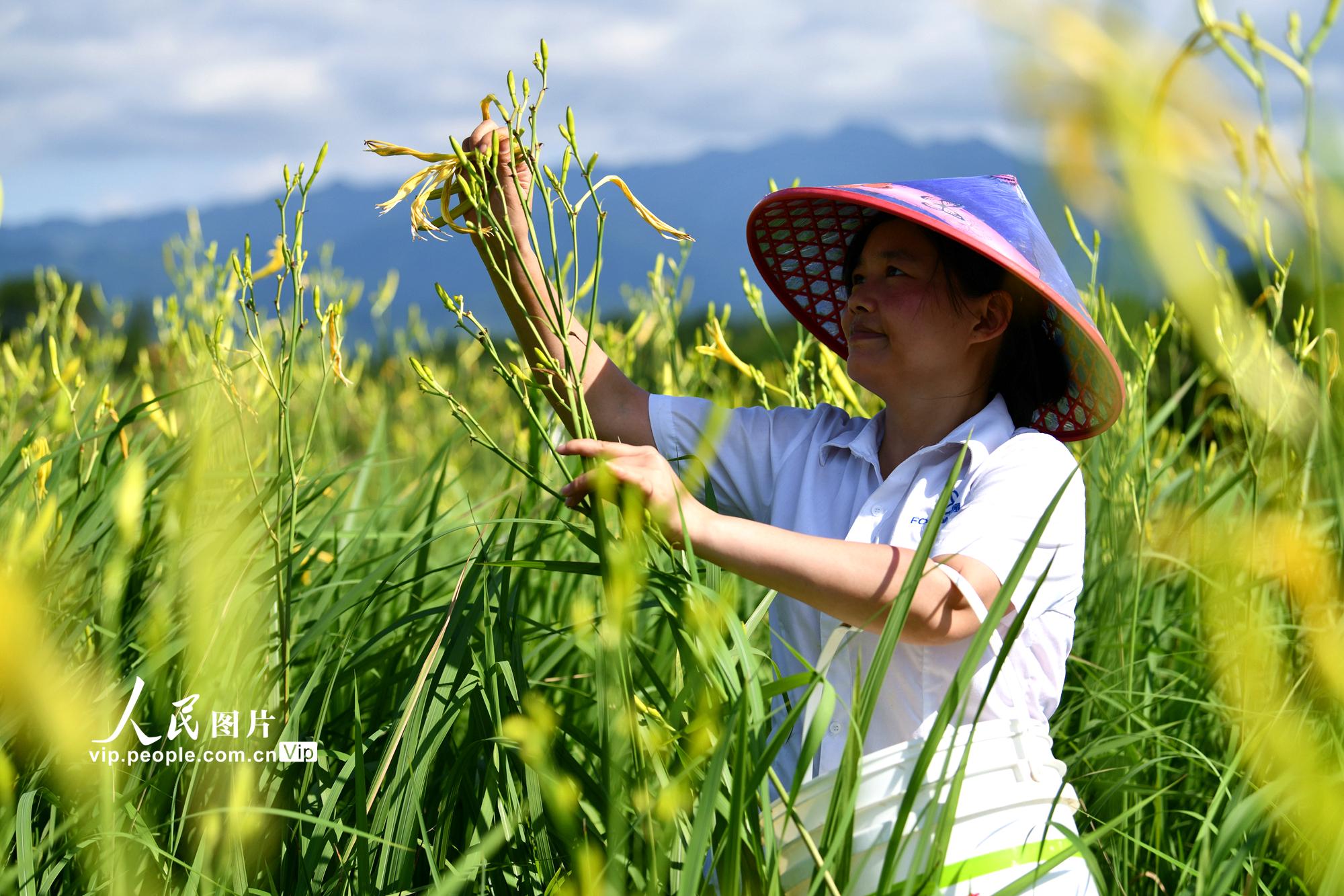 湖北通城：采摘黄花菜