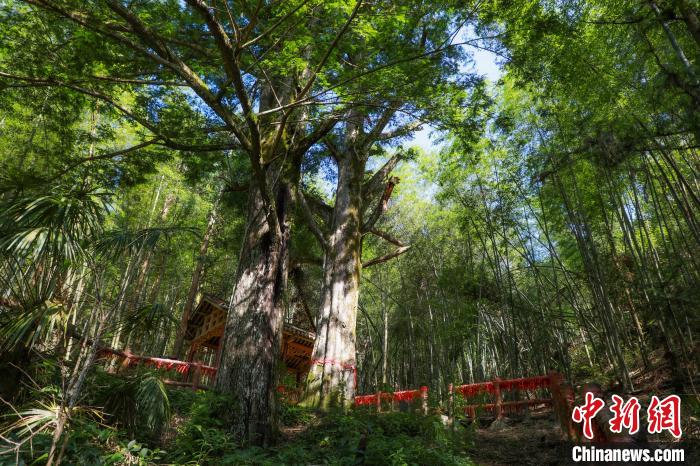 图为六段村的两棵千年红豆杉。　王伟臣 摄