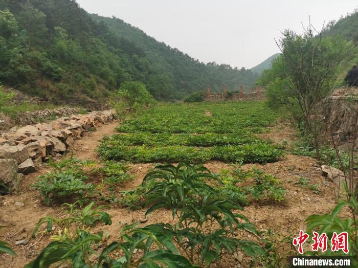 图为西沟村的中草药种植基地。中国健康好乡村项目组供图 中国健康好乡村项目组供图