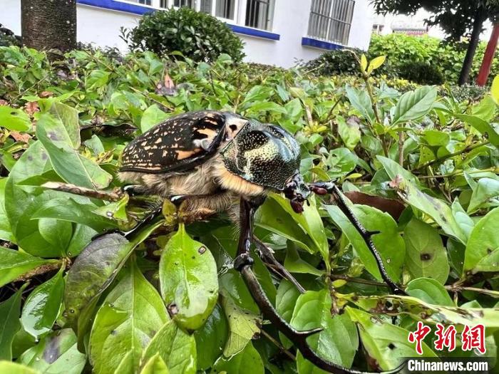 云南临沧：警民携手救助国家二级保护昆虫格彩臂金龟