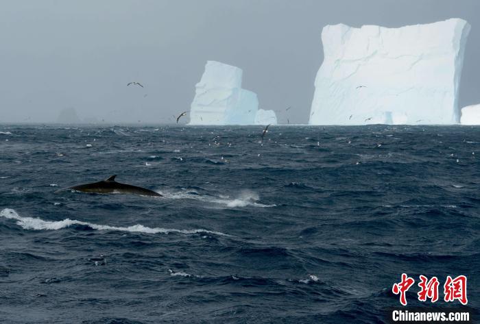 象岛冰山前的长须鲸(图源Dan Beecham)。　施普林格·自然 供图