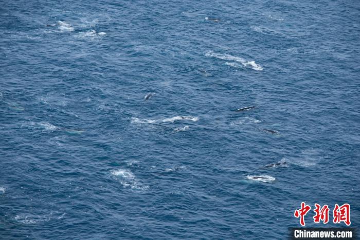 航拍下的长须鲸群(图源Helena Herr)。　施普林格·自然 供图
