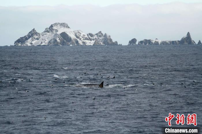 在象岛北岸摄食的长须鲸(图源Sacha Viquerat)。　施普林格·自然 供图