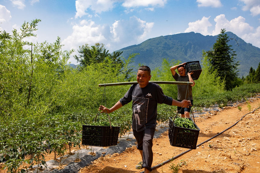 重庆秀山溶溪镇罗家村，村干部和村民在搬运辣椒。胡程摄