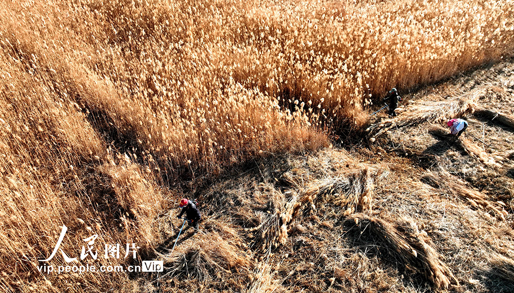 2022年11月14日，在甘肃省张掖国家湿地公园芦苇荡中，工人正在进行芦苇收割作业。