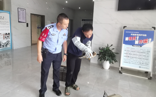 ​重庆大渡口：警民携手救助“落难”凤头鹰