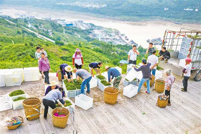 助力“新农人”闯过“新秀墙”