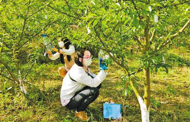 马晓丽（前）在开州区一家果园监测温度、湿度变化。（资料图片，受访者提供）