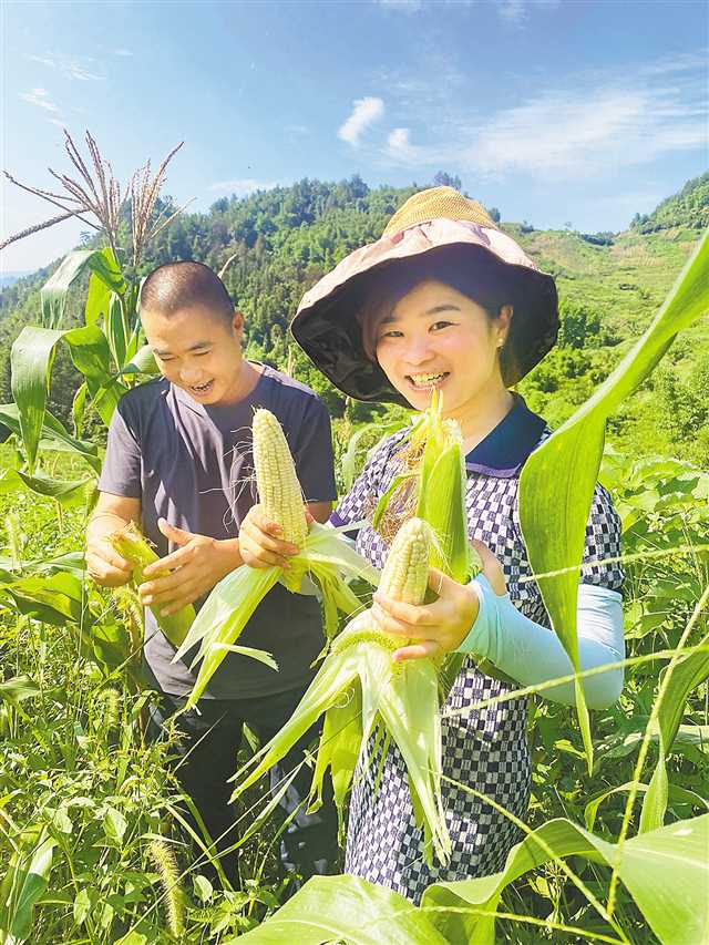 刘练（右）带动村民种植的糯玉米喜获丰收。（受访者供图）