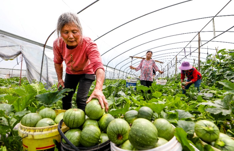 5月7日，垫江县杠家镇龙凤社区大沙河沿岸的蔬菜基地里，村民在大棚里采收新鲜的南瓜准备供应到市场。通讯员 龚长浩 摄
